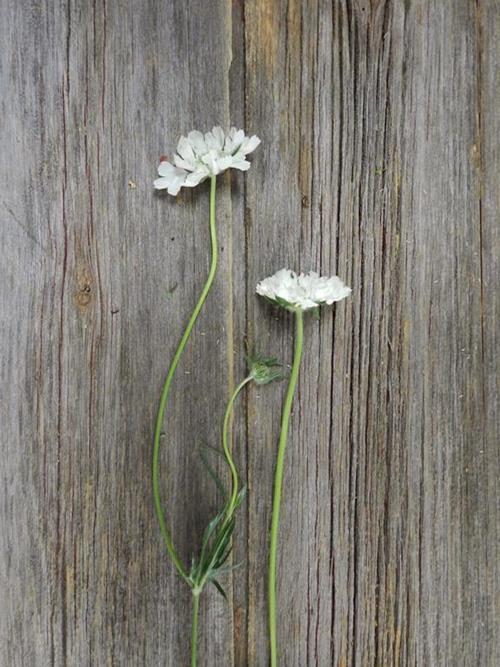 CAUCASIA WHITE SCABIOSA